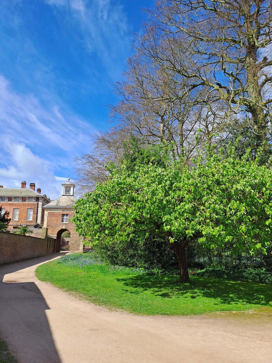 To celebrate #BlossomWeek, here's our Head Gardener's favourite blossom - Quince 'Champion'. It can found on the carriageway near the pergola, the flowers are white with subtle pink detail. The tree has the most amazing fruit in the Autumn, which really lives up to its name.