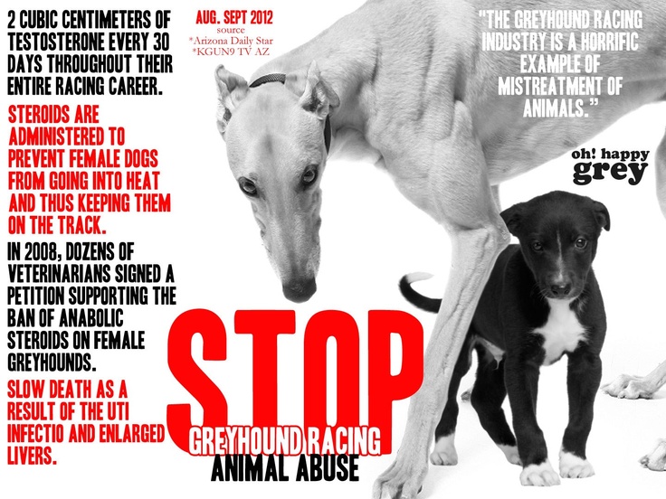 #GreyhoundRacing 
Greyhounds are at a disadvantage even before they are born. We can eliminate greyhound racing through education, compassion and action. 👊
#BanGreyhoundRacing #UnboundTheGreyhound #CutTheChase #AnimalAbuse
humanesociety.org/resources/grey…