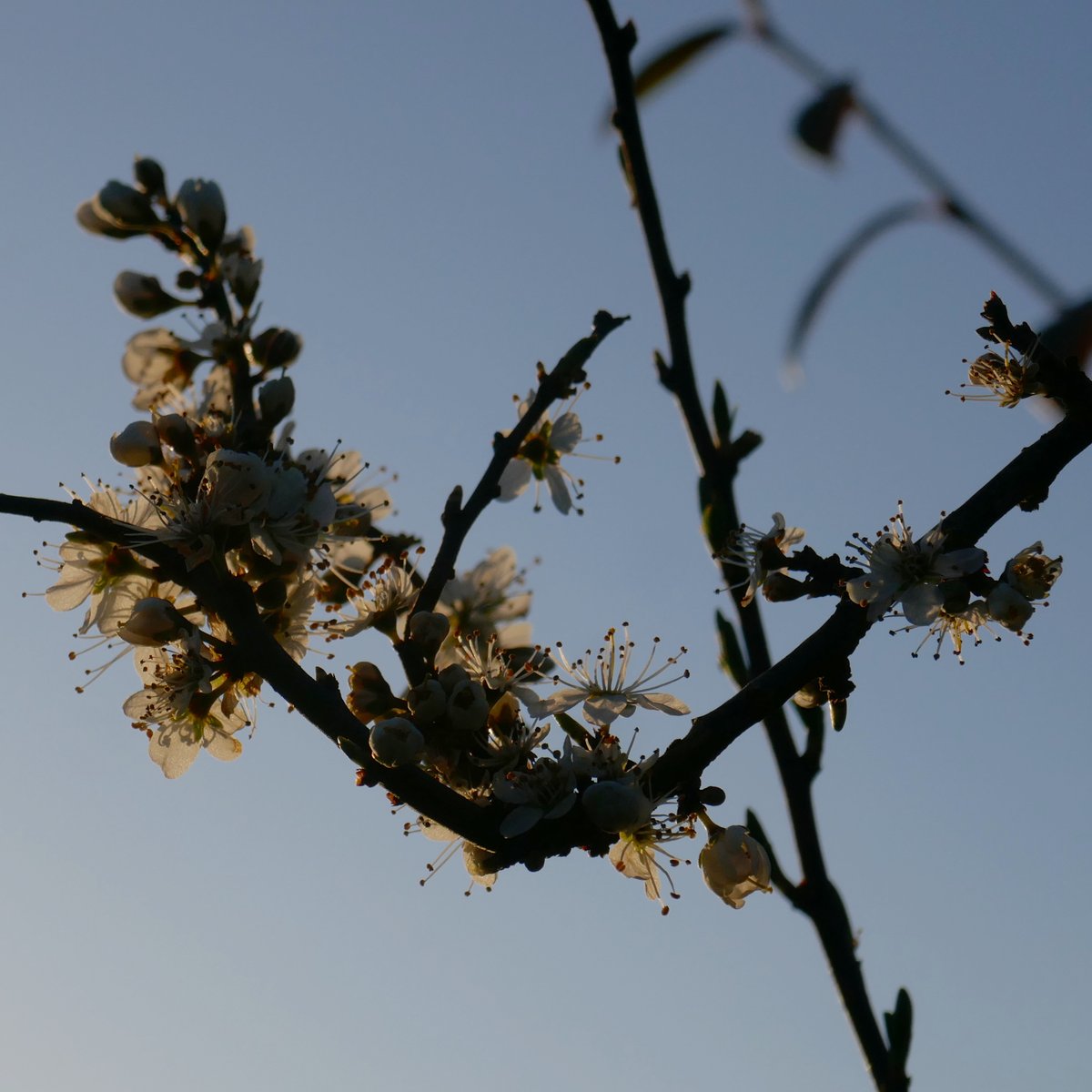 draenen ddu ~ blackthorn ~ prunus spinosa 
against a clear sky! 
blackthorn & apple in blossom at the same time...not normally like that!
#SirBenfro #Pembrokeshire
@PlantlifeCymru @BSBICymru @S4Ctywydd @metoffice @bbcweather