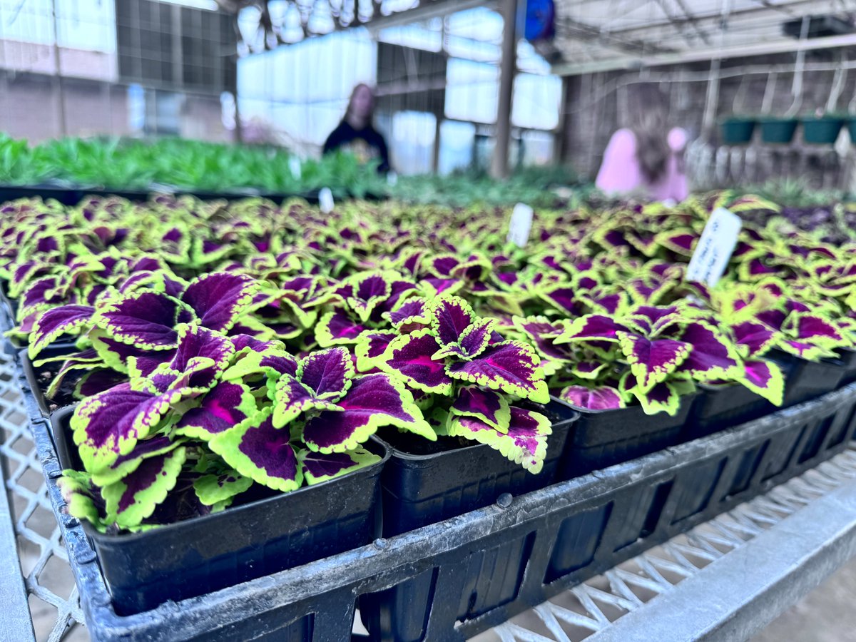 Spring Has Sprung at JATC South's Greenhouse!
We invite you to step into our world of greenery and growth. See up close the passion and hard work our students pour into every plant.
#workbasedlearning #CTEworks