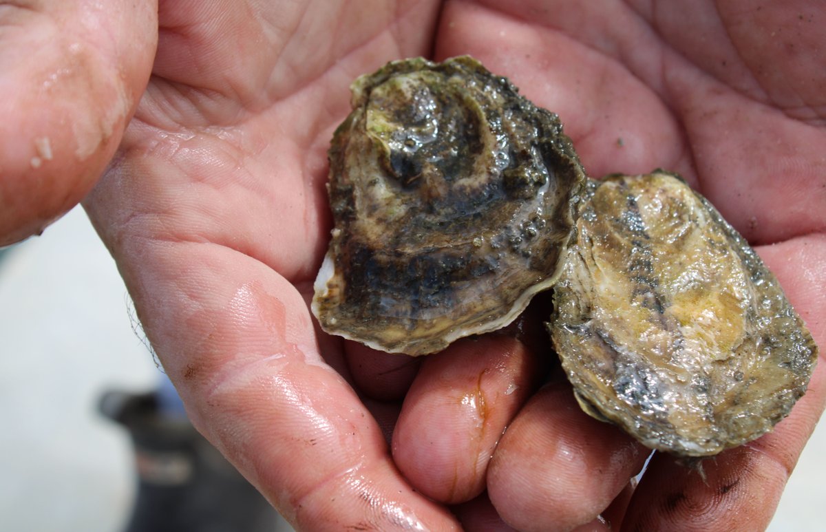Have you ever wondered what a scallop or an oyster eats, or where the shellfish on your plate came from? Come meet experts on the topic on Thursday, April 25, at @NMNH! Warning: Discussions may induce hunger or an interest in shellfish aquaculture. naturalhistory.si.edu/events/oysters…