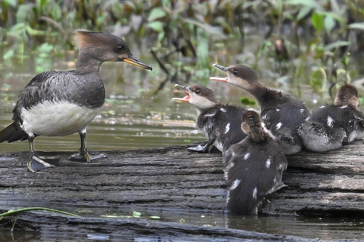 Hardly two weeks out of the eggshell and already talking back to mom! 🤣 Merganser mama and kids taking a break on a log @ Huntley Meadows Wetlands, Virginia, USA. (2024-04-19) #NaturePhotography #TwitterNatureCommunity #BBCWildlifePOTD #ThePhotoHour #IndiAves #kids #family