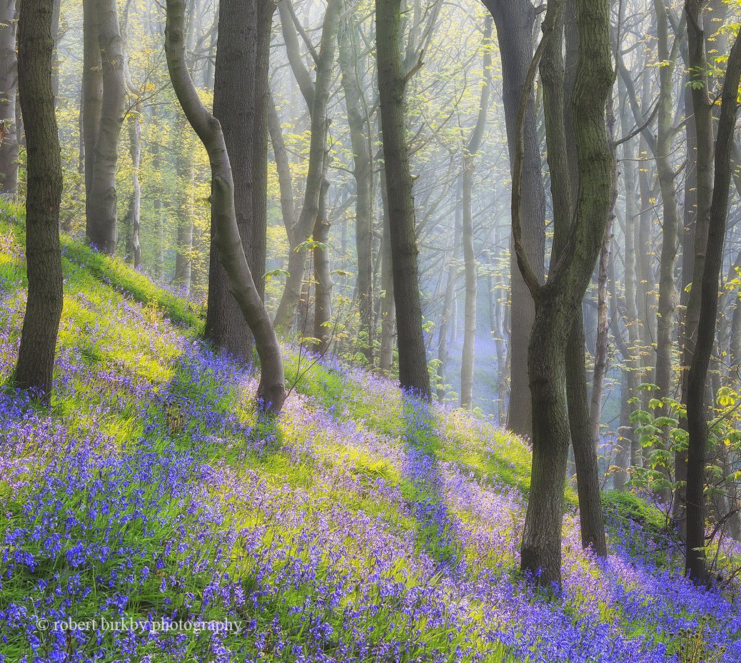 A typically hilly bluebell wood from round these parts ! #Calderdale #Yorkshire