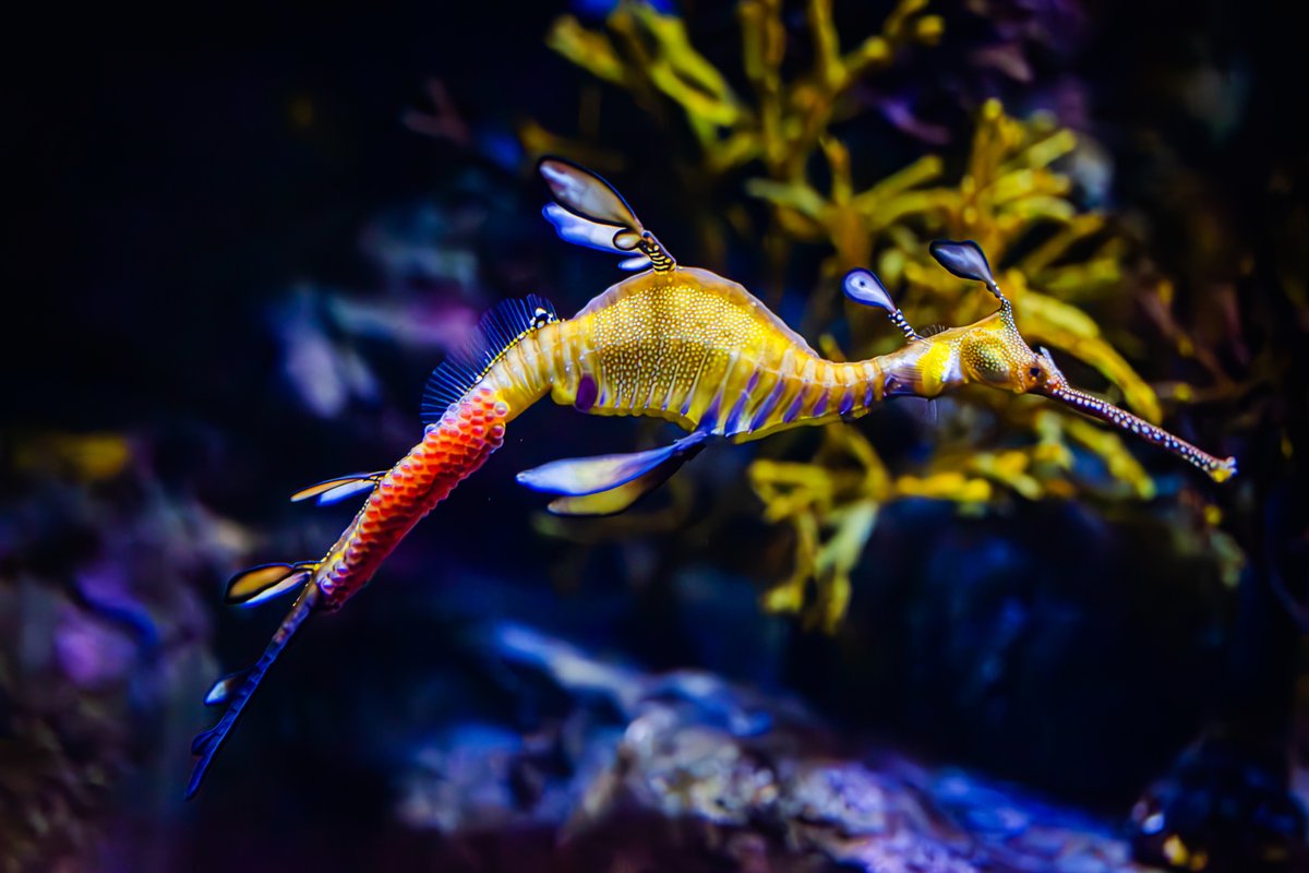 Did someone say year of the (sea)dragon?! We're thrilled to announce another successful transfer of eggs from a female Weedy Seadragon to a male in the seadragon habitat in Seadragons & Seahorses! Dive into the full story below ⬇️ aquarium.ucsd.edu/newsroom/secon…