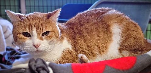 🎉🎈🎊SWEET 18YO SUPER SENIOR ORANGE TABBY & WHITE KITTY NONNIE HAS BEEN ADOPTED!🎉🎈🎊 ▶sbacc.org/advert/nonnie// ❤THANK YOU 4 SHARING❤ #RehomeHour #US #CATS