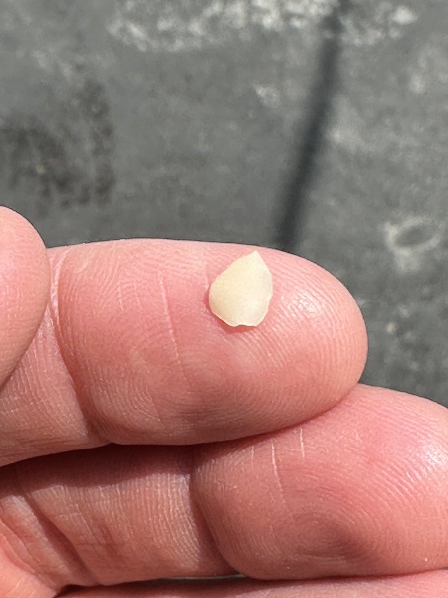 broke a tooth