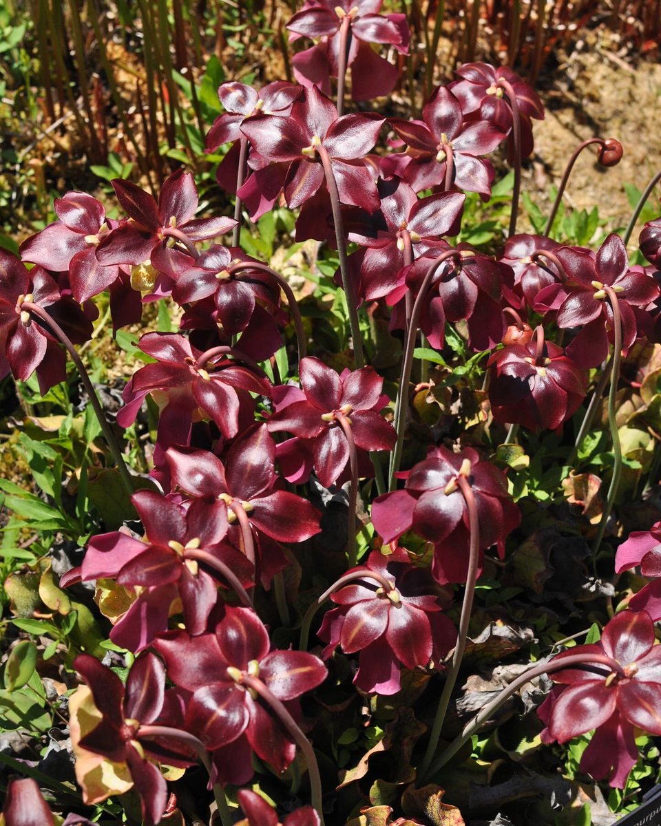 It’s pitcher plant season at the Garden! These huge and otherworldly blooms peak while the season's new pitchers are just emerging, so they mostly avoid trapping their pollinators. All of these #carnivorousplants are native to the Southeast (or are hybrids of native species).