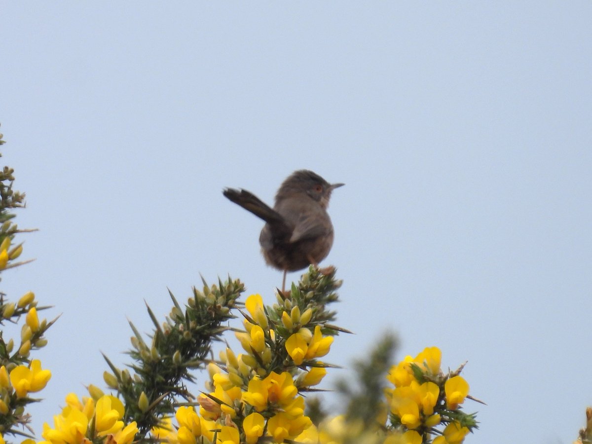 A 2 hr walk turned into 8hr! Gr8 day walking around the fields and lanes of West Dorset. Was looking for #Yellowhammers, but thrilled to find a pair of #DartfordWarblers. Looked like a nesting attempt & may be 1st record for the area. Nice! @Dorsetbirdclub