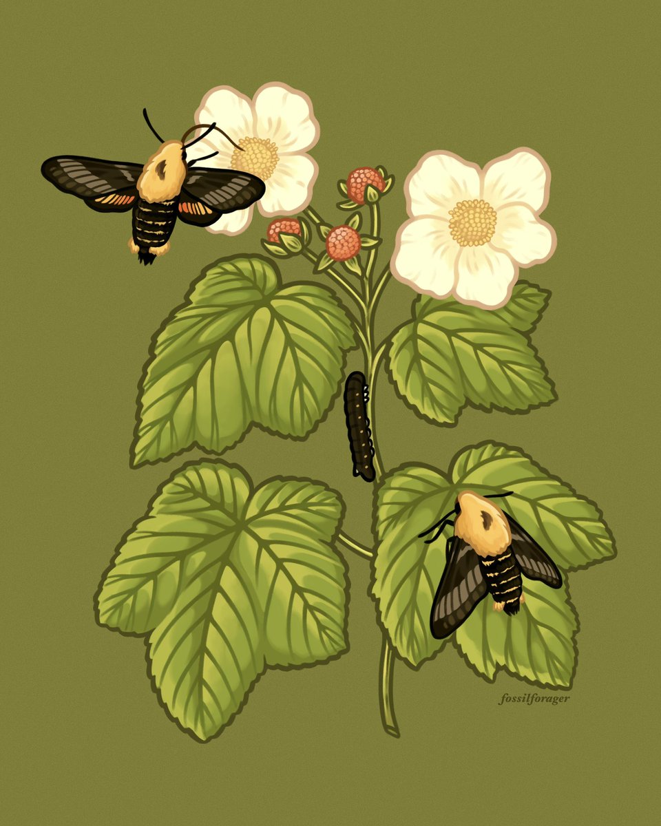 Thimbleberries & yellow-banded sphinx moths 🌿✨