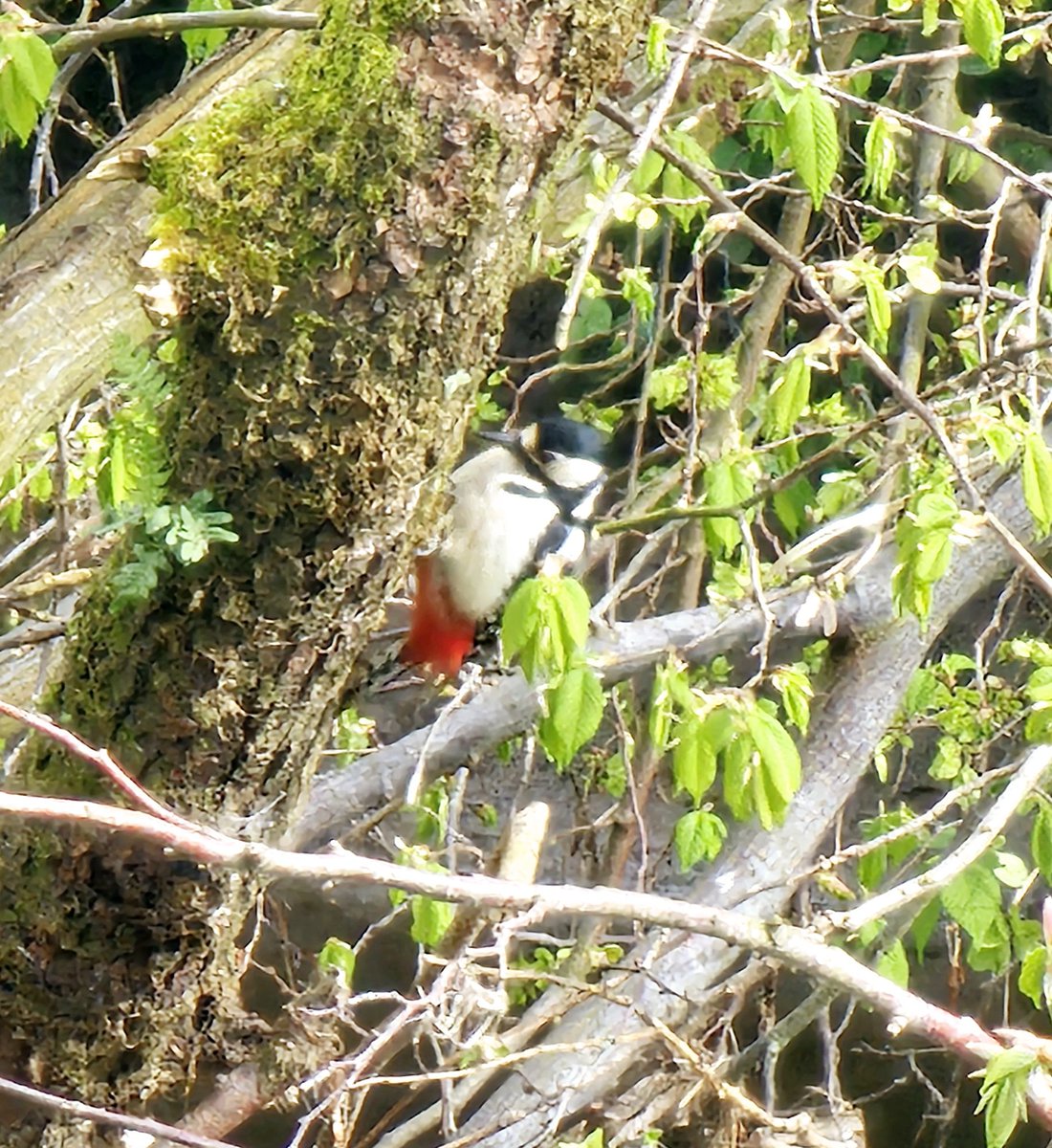 Bird of the day through our office window... #greatspottedwoodpecker