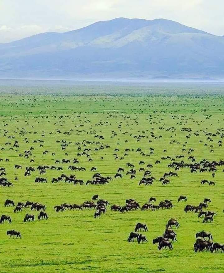 Beautiful Serengeti National Park, Tanzania 🇹🇿❤️