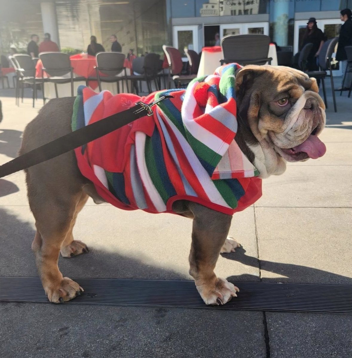 gogophotocontest.com/howlingheroes/… please consider voting for Roy, the Lilac Bulldog to be the next Mascot for #LAFD @lafd @LAFDFoundation #KTLA #Dog #Doglovers #bulldog