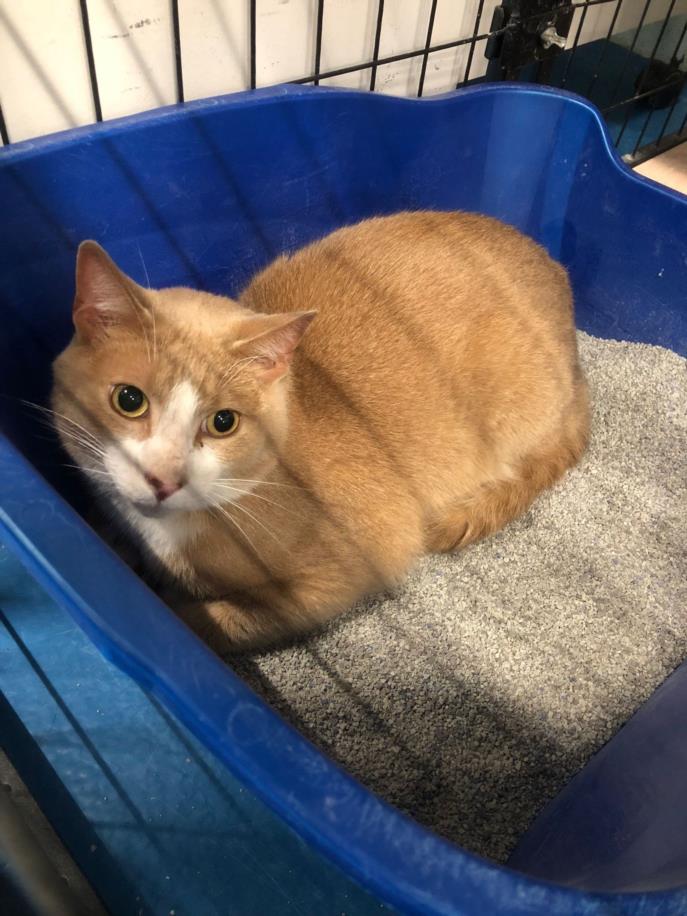 PetfindToronto's tweet photo. #BLACK CREEK #HWY401 #WESTON RD #GRATTAN ST Pls RT2unite #FOUND #CAT- 21-Apr-24 #Toronto Animal Services A0974764 #PUBLIC L&amp;F 416-338-7297 ORANGE DSH ?Age https://t.co/sW4wnlyJ48
