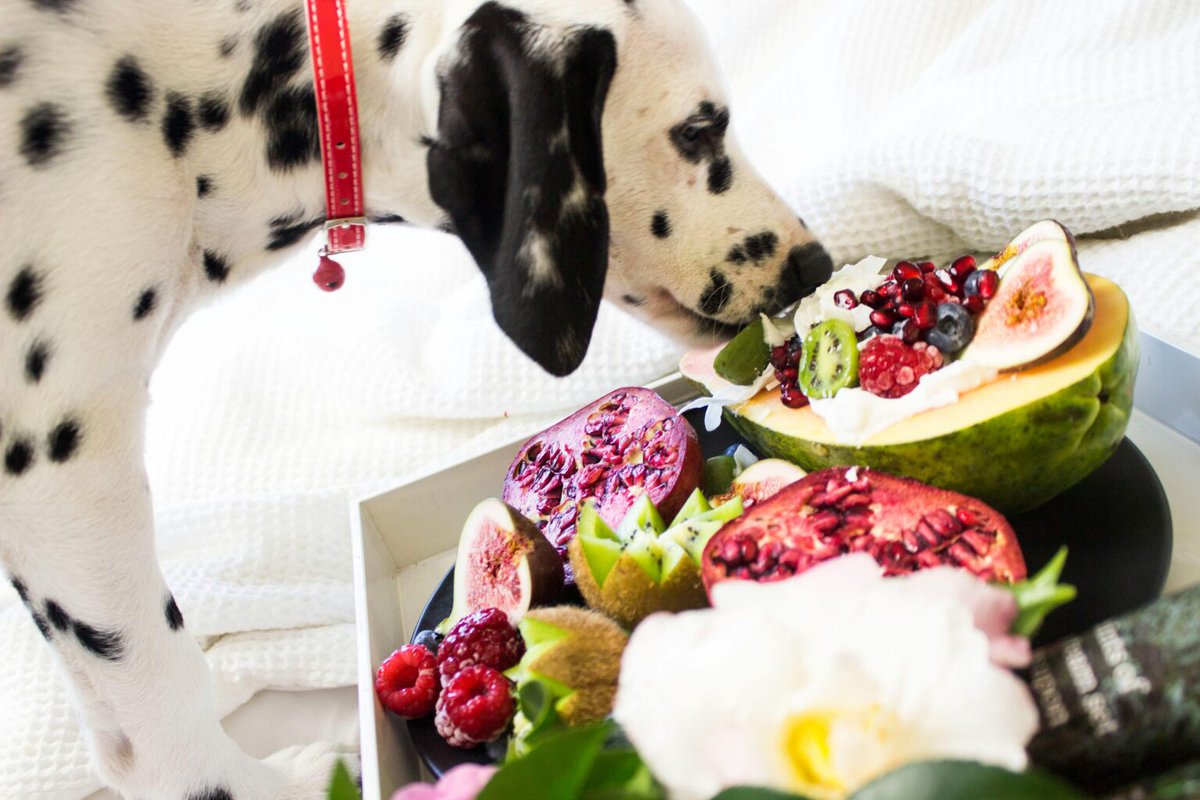 Choosing the right food for your furry friend is essential for their health and well-being. Learn how to decipher labels and make informed choices for a happy, healthy pet. 📷📷
visit : pamperedpetproducts.com/blog/
#PetNutrition #HealthyPets #FurryFriends'
