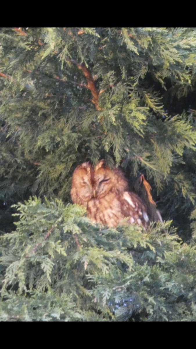 Gotcha ! Male Tawny at end of my garden, been calling every afternoon! Saw him this evening in the evening sunlight, guess there is a family as most evenings I hear them in my trees, chuffed to bits