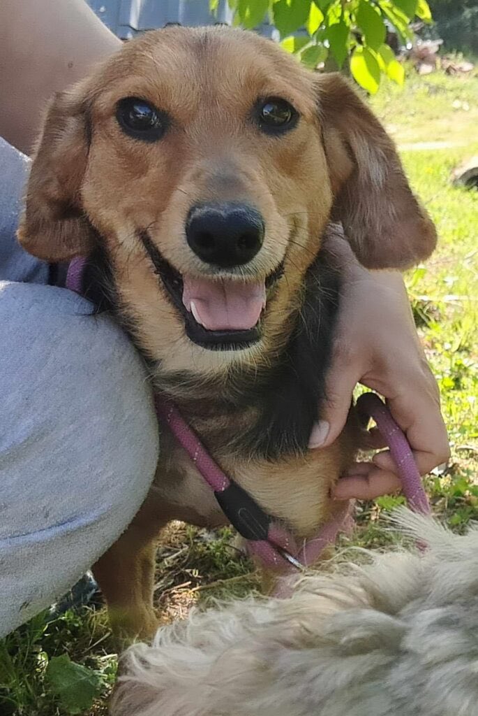 DNVSaveanimals's tweet photo. 💗Beautiful AVA💗

Ava is now ready for her forever home 🏠 

Ava has been vaccinated &amp; has her passport ready to travel to the #UK 

She is brilliant with the other dogs &amp; puppies at the shelter 🥰

More ℹ️ on Ava👇
https://t.co/INCHqreA9s

#rehomehour #teamzay #AdoptDontShop https://t.co/pc9HMC51TC