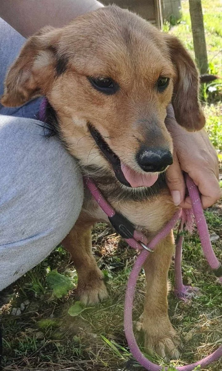 DNVSaveanimals's tweet photo. 💗Beautiful AVA💗

Ava is now ready for her forever home 🏠 

Ava has been vaccinated &amp; has her passport ready to travel to the #UK 

She is brilliant with the other dogs &amp; puppies at the shelter 🥰

More ℹ️ on Ava👇
https://t.co/INCHqreA9s

#rehomehour #teamzay #AdoptDontShop https://t.co/pc9HMC51TC