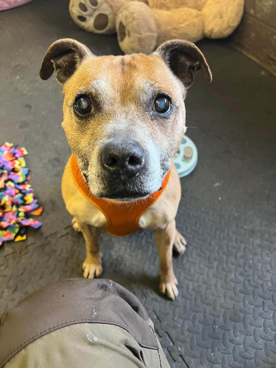 Mr Mutley @SeniorStaffy is on the lookout for his pawfect furever home this #rehomehour please help ❤️ More info and enquiries at seniorstaffyclub.co.uk/adopt-a-staffy… ❤️ #teamzay #AdoptDontShop #rescueme #rescuedog