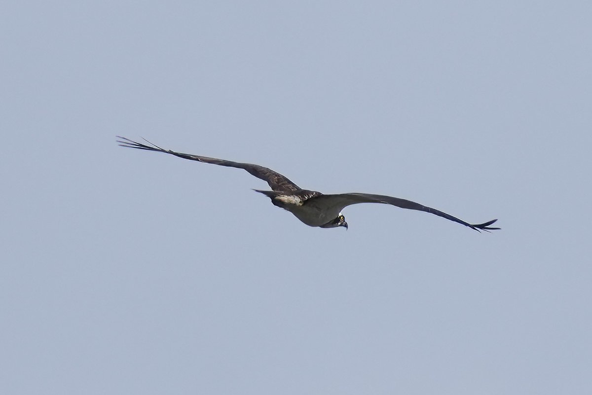 Naff pic, as was too busy yapping 😆 but first Osprey of the year @MontroseBasin today #TwitterNatureCommunity