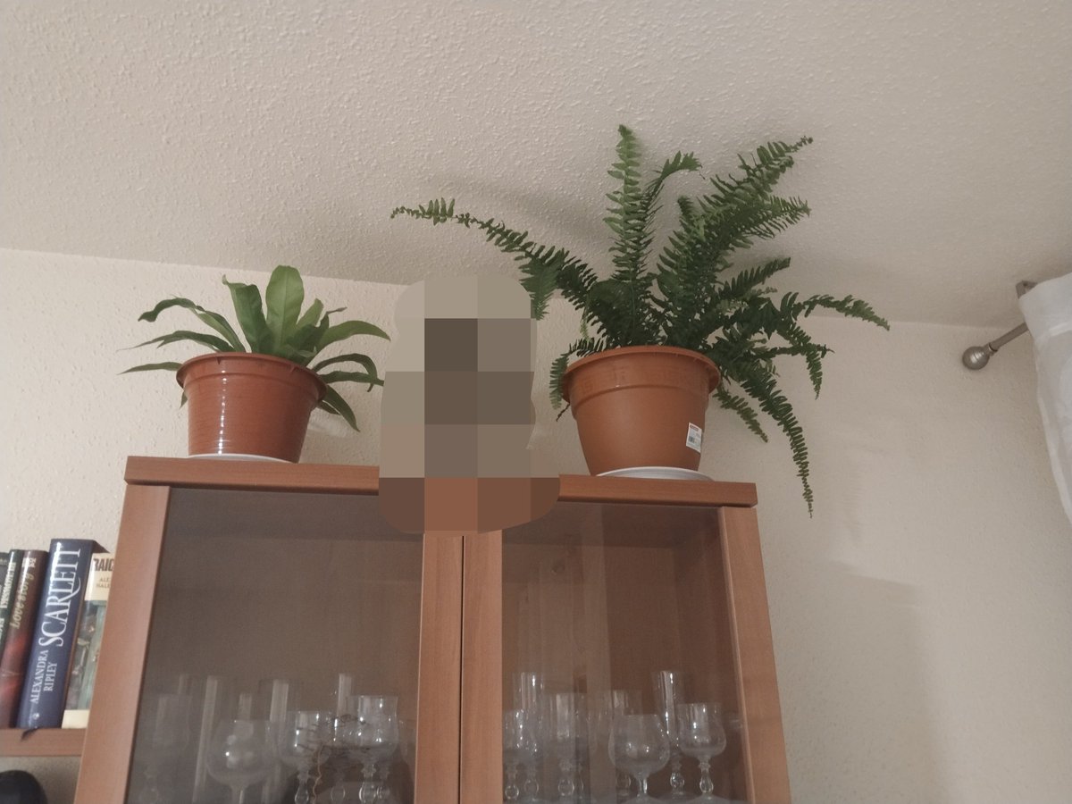 duermevelavisio's tweet image. #Helecho y #Asplenium.

Espero que realmente necesiten la poca agua que dicen porque tengo que subirme a una escalera para llegar a ellas 🫣

Obviad los platos de plástico, me he quedado sin ellos...