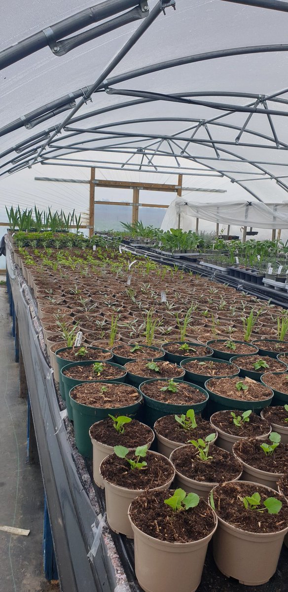 Busy day potting and moving plants around to make space for propagated plant's all #peatfree #edibleplants