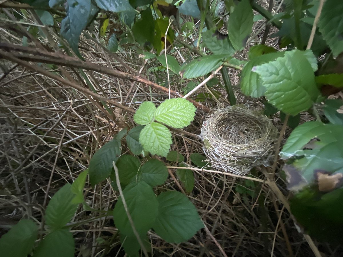 Another Blackcap 🪺 gone from a few grasses to this in 48hrs 😮 #Amazing @_BTO #NestRecordScheme @BirderSouth @AndyWri99408508 @Nestfinders5978 @tonymcguire1966 @ScarecrowNeste1 @Woolie_woo @NestingUpNorth @NigelButt3 @MickeyD38854445 @stevewilko11 Elkesley, Notts 23 Apr 2024