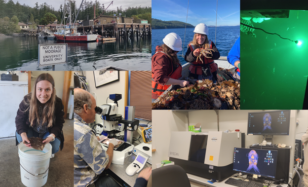 From the Field 👣 Jaimi Gray's visit to Friday Harbor Lab included a CT scan course with colleagues as well as phenomenal lab and fieldwork experiences — and bonus bioluminescence! floridamuseum.ufl.edu/nhdept/from-th… 🌈 Travel funding supports the professional development of our students.