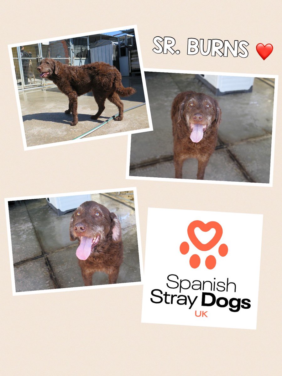 SR. BURNS 🧡 Recently arrived at pound. Handsome 8.5 year old crossbreed, found on streets. Volunteers at pound say he’s very sweet & loves cuddles 🥰 For more info: Adoptions@spanishstraydogs.org.uk Profile here: spanishstraydogs.org.uk/dog/sr-burns/ #rehomehour #rescuedog #rescueme