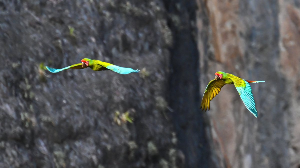 OK, not #WildCardiffHour, but what a fantastic experience! Cañon Alas Verdes, Oaxaca, Mexico - got up at 4am for a 2-hour hike to watch the endangered Military (or Green) Macaws fly out for the day. Even luckier that one perched on a cactus nearby for a while! #BirdsSeenIn2024