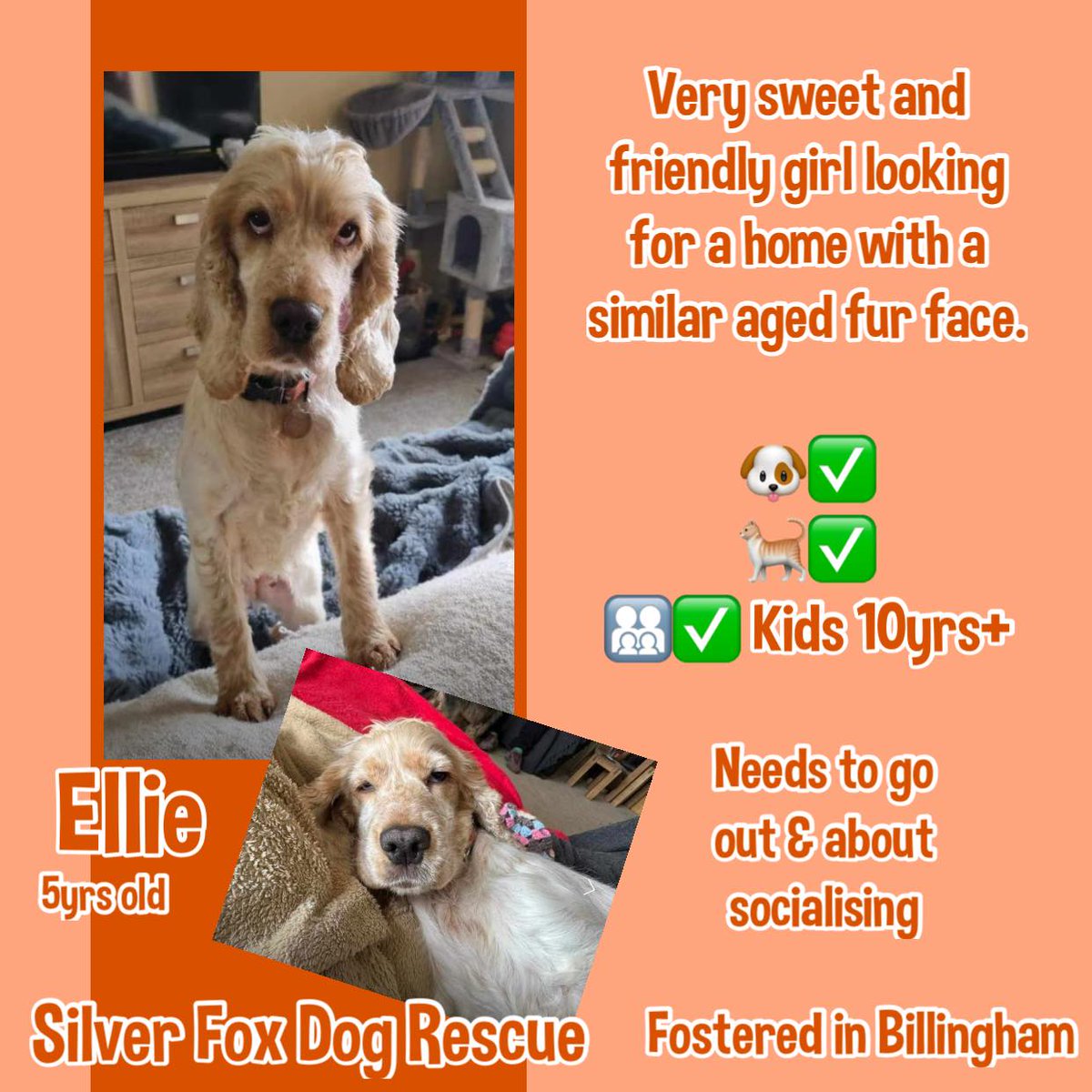 #rehomehour 5yo Cocker ELLIE is a very sweet, friendly girl who would love to live with a similar aged canine pal. She loves all other dogs & cats too, & can live with children aged 10yo plus. Ellie will also need lots of socialising out & about. #Billingham