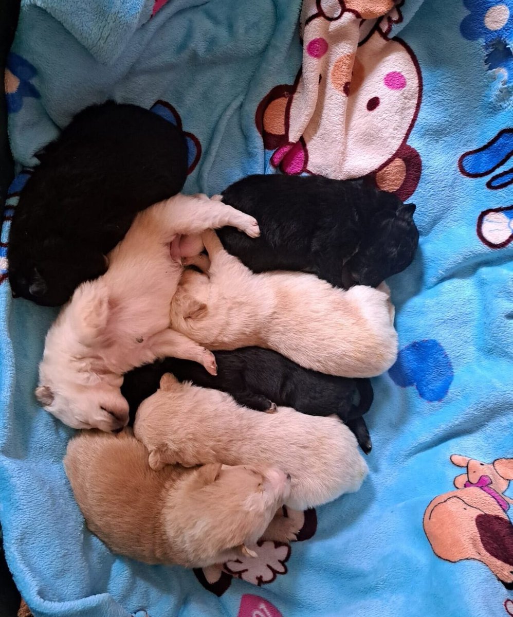 POLLY & puppies 💓

Were found struggling on the streets & are now at the shelter, the puppies are a few days old. 

We would welcome any donations to help towards their food & care. 🥰

Any amount would be gratefully received ♥️

dnvsaveanimals.com/?page_id=162

#rehomehour #TeamZay