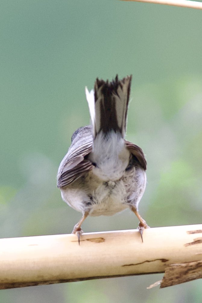 Rüppell's warbler - Curruca ruppeli - Karaboğazlı ötleğen (m)

#BirdsSeenIn2024 #birdwatching #BirdsOfX #birdphotography #NaturePhotography #NaturePositive #naturelovers #wildlifephotography #GardenersWorld #GardeningX #wildlifephotography #nikonphotography #hangitür