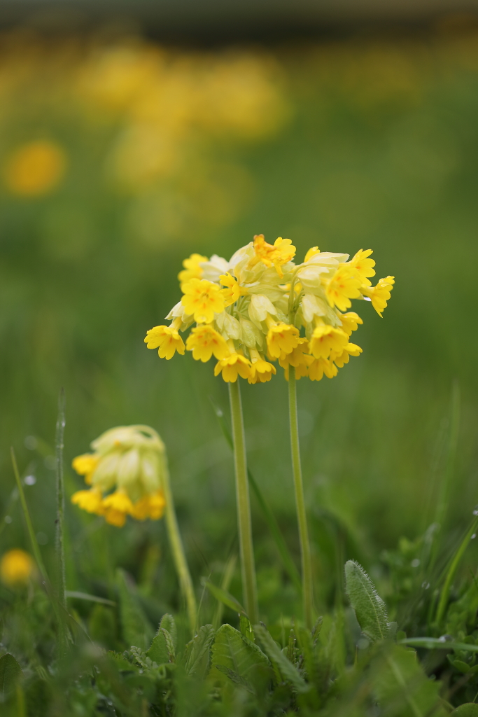 Beautiful Cowslips this morning.