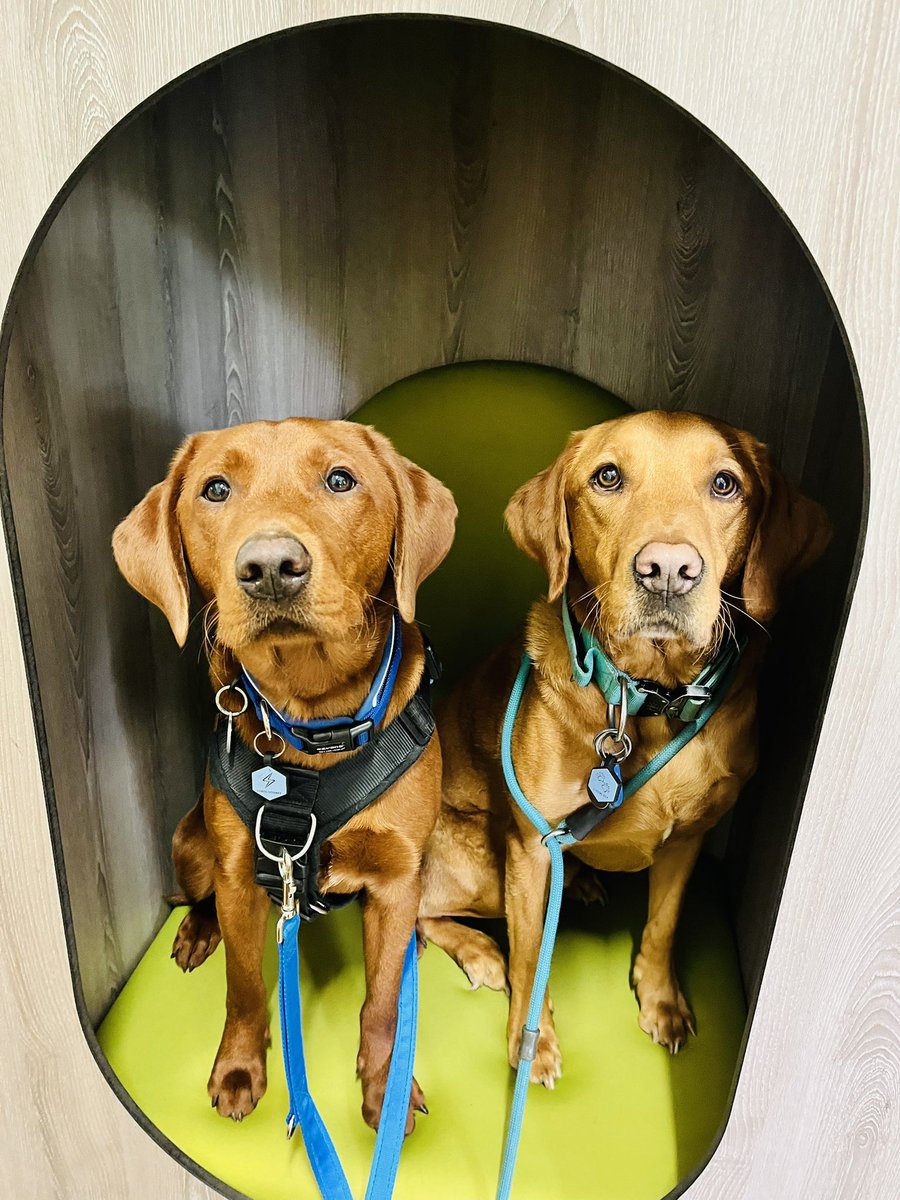 Marlowe_Moo's tweet photo. The boys have had a busy day today. Spending time with our friends @CroxbyPrimary, running 1-1s @Cottingham_High and meeting Year 7 learners, parents and carers tonight @HoltbyWinifred . #wehavethebestjob https://t.co/usRv55QieD