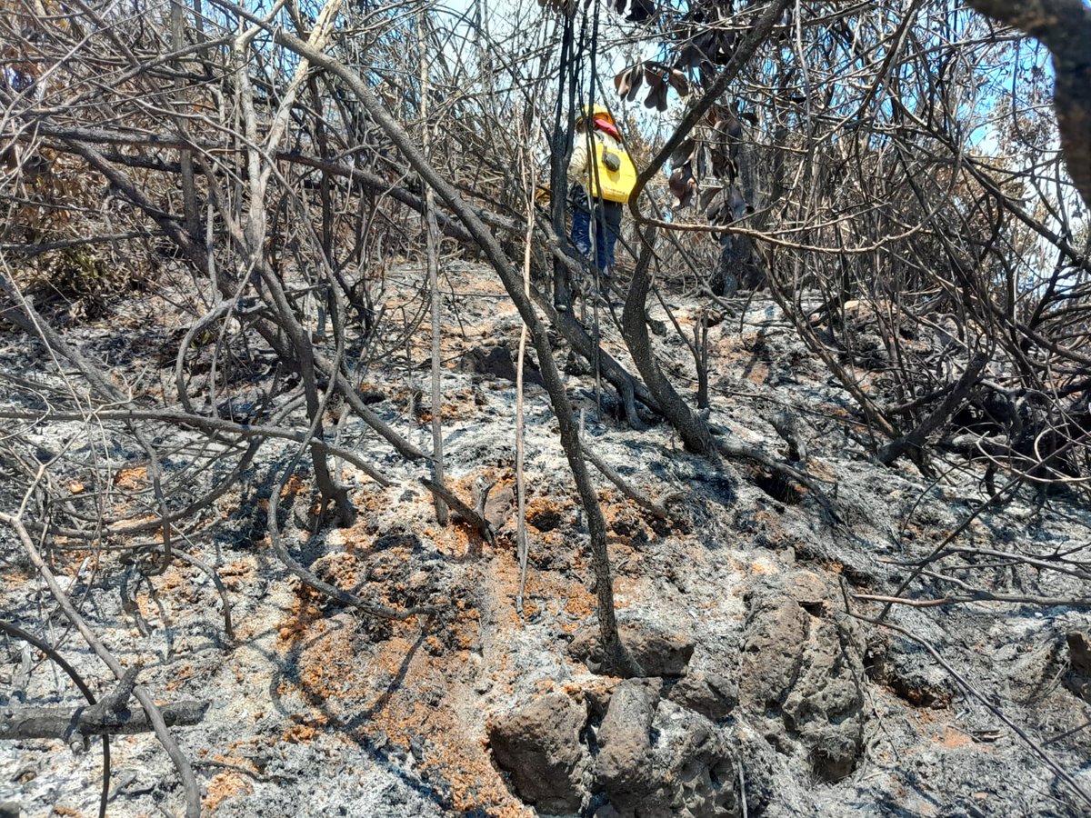 #LHEnBreve La Coordinadora Nacional para la Reducción de Desastres (Conred) informó que se controló y liquidó de manera total un incendio forestal que se había registrado en Santo Domingo de Potrero, Senahú, Alta Verapaz.

📷Conred.