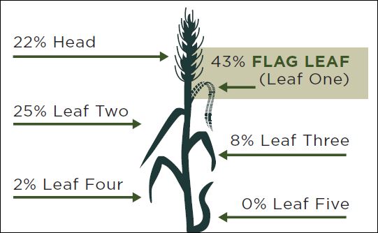 themcgregorco's tweet photo. The flag leaf is the solar panel of wheat. More than 40% of total photosynthesis comes from this one leaf...which doesn't even appear until the 2nd half of the season! #FinishWhatYouStart #StayGreenLonger #FoliarNutrition #FlagToFinish #ExtendGrainFill #WeightPerGrain https://t.co/G8nVHRF7jg