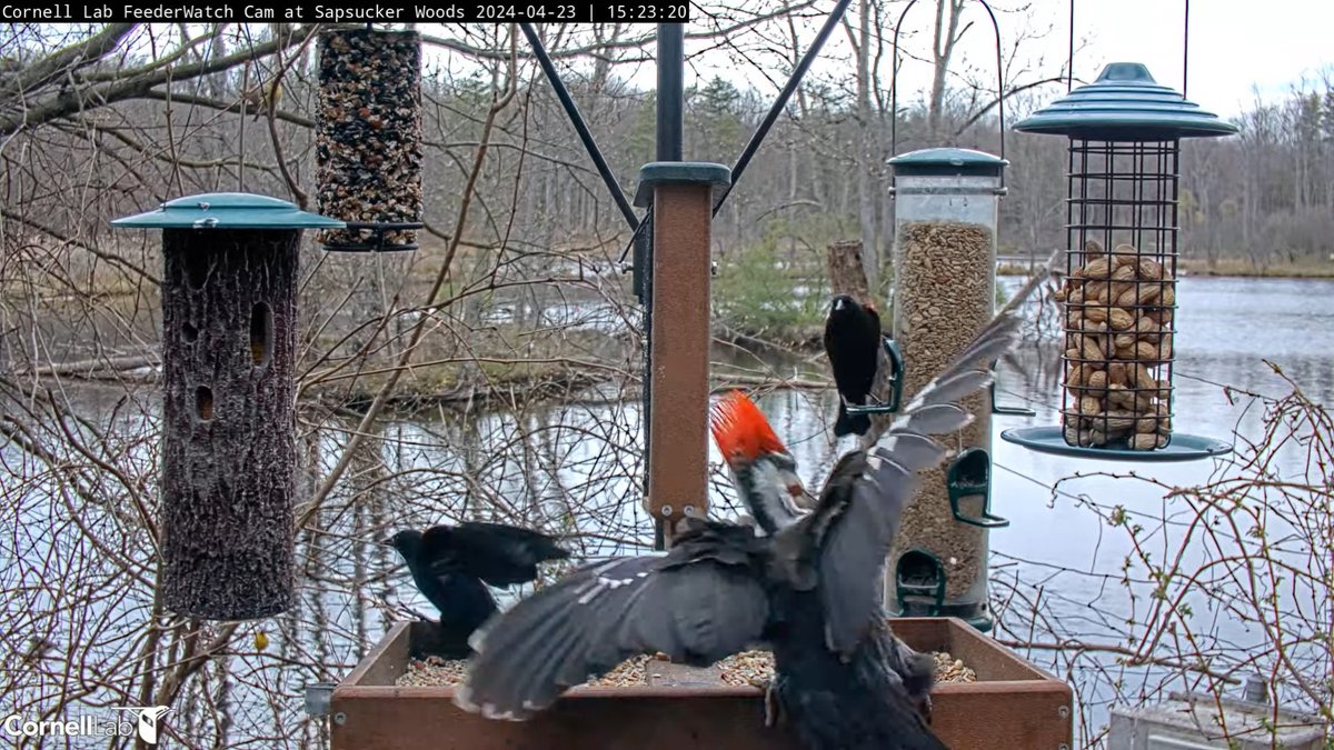 12:23, 4/23   Pileated Woodpecker arrives at the patio  #cornellfeeders