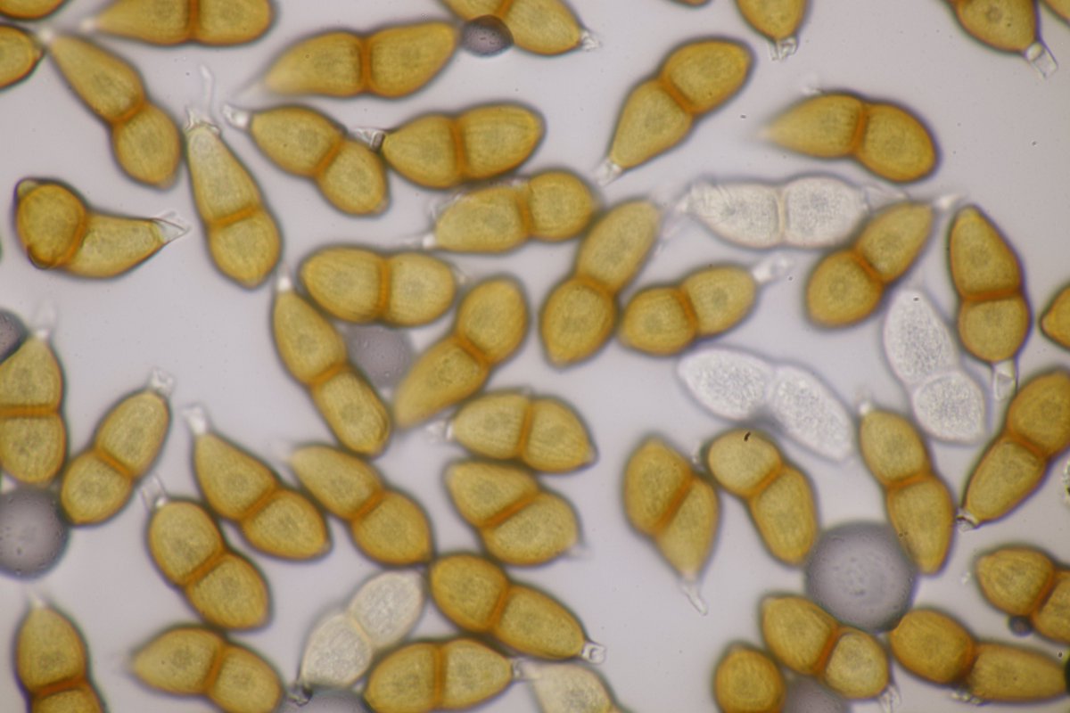 RPilze's tweet photo. Puccinia dentariae ex Cardamine bulbifera

#Cardaminebulbifera #Cardamine #ZwiebelZahnwurz #coralrootbittercress #cardaminebulbifère #dentariaminore #Pucciniadentariae #Puccinia #Rustfungus #Rostpilz #Pilz #Fungus #Nature #Phytopathology #FungusFriends https://t.co/30vnkkEiFP