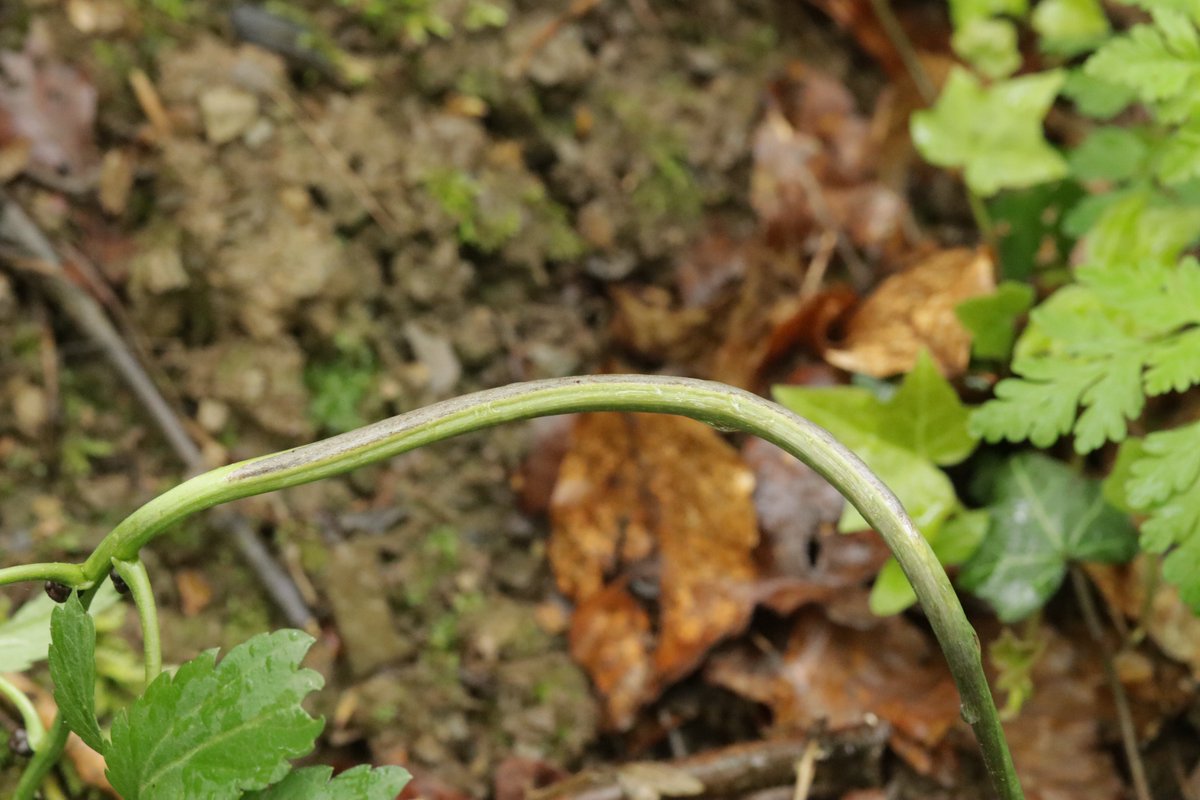 RPilze's tweet photo. Puccinia dentariae ex Cardamine bulbifera

#Cardaminebulbifera #Cardamine #ZwiebelZahnwurz #coralrootbittercress #cardaminebulbifère #dentariaminore #Pucciniadentariae #Puccinia #Rustfungus #Rostpilz #Pilz #Fungus #Nature #Phytopathology #FungusFriends https://t.co/30vnkkEiFP
