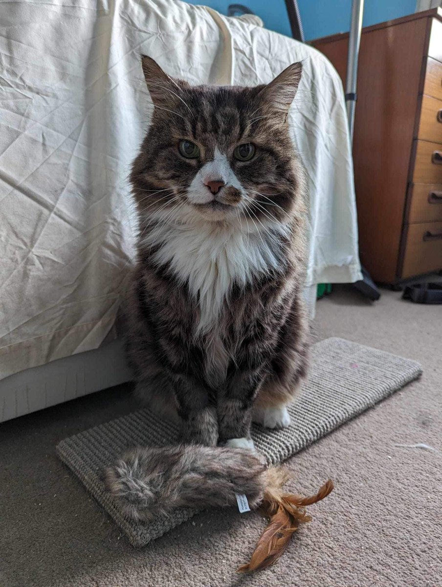 Edmund - senior gent needs a retirement home. Despite his age he’s playful and friendly on his terms. Neutered, vaccinated, chipped and had a dental. Needs a pet free home. #AdoptDontShop #rehomehour