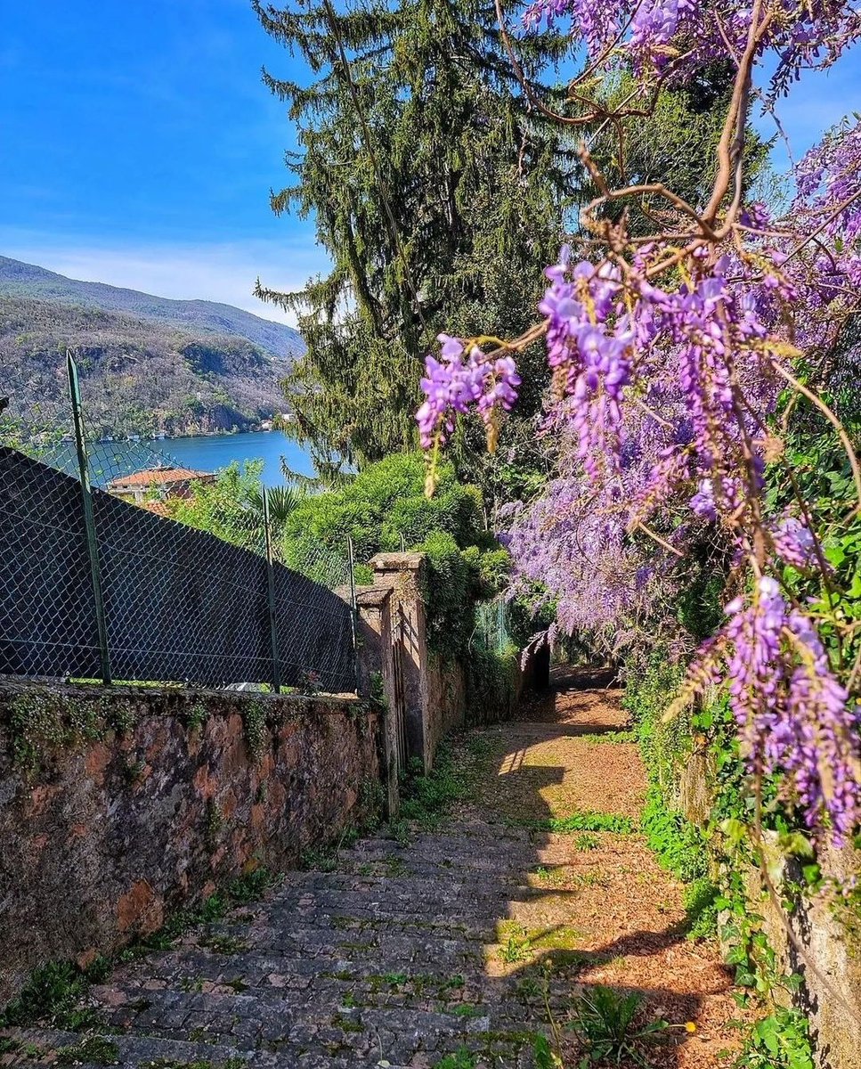 'E intanto era aprile, e il glicine era qui, a rifiorire.' (Pasolini) #Italy Besano, Lombardia