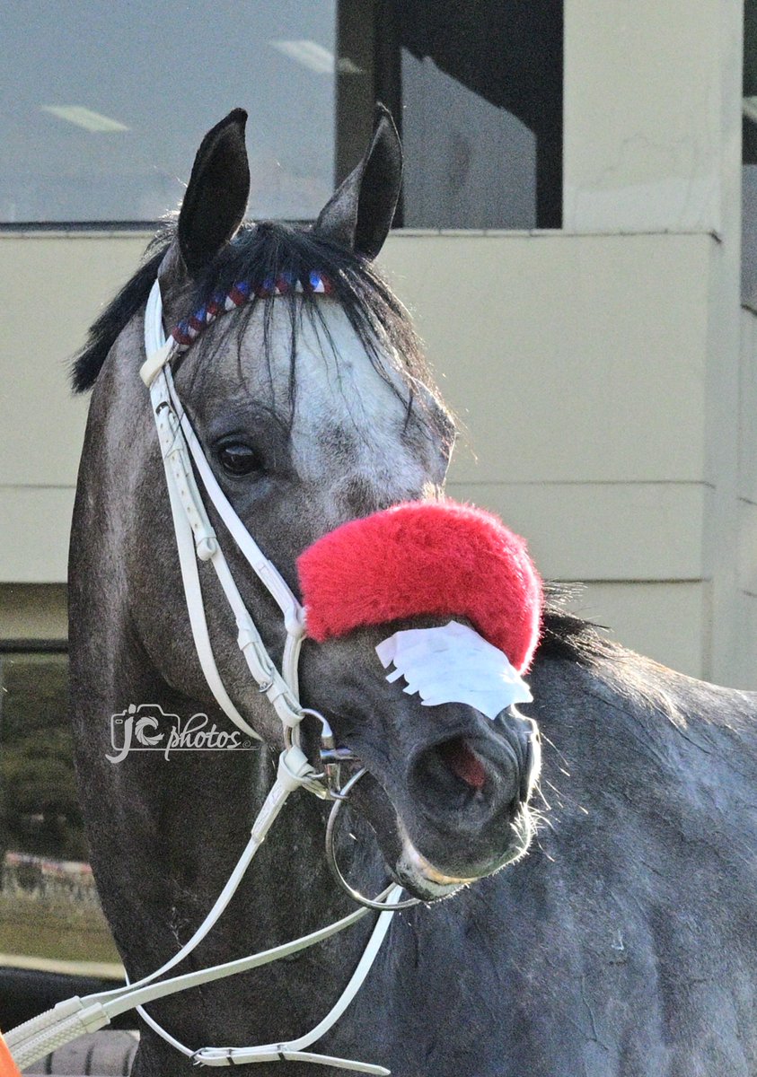 JC Photos 0833908945 (@jc_photos1) on Twitter photo <a href="/craig_zackey/">Craig Zackey</a> rides a perfect race on the Azzmen's MAJESTIC PALACE (3 Gr g Potala PalaceπΏπ¦) in Race 7. <a href="/craig_zackey/">Craig Zackey</a> rides a perfect race on the Azzmen's MAJESTIC PALACE (3 Gr g Potala PalaceπΏπ¦) in Race 7.