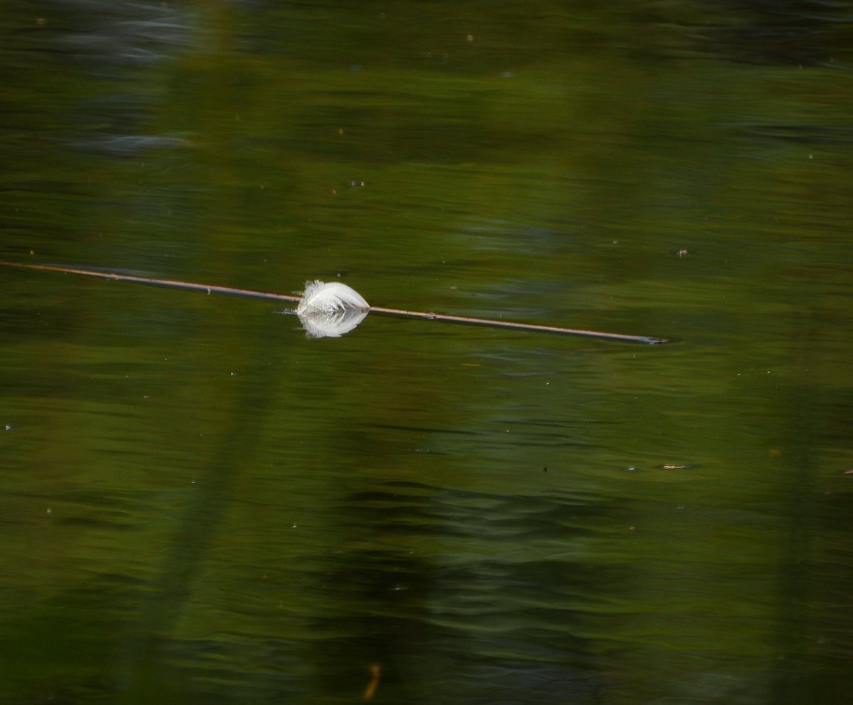 AdviesburoGMC's tweet photo. Paar vrije uurtjes vandaag dus met de camera naar het Grote zeilmeertje. Fotograferen is voor mij hoofd leeg maken. #Veluwe #Nikom #Coolpix https://t.co/ueic9bwuOq