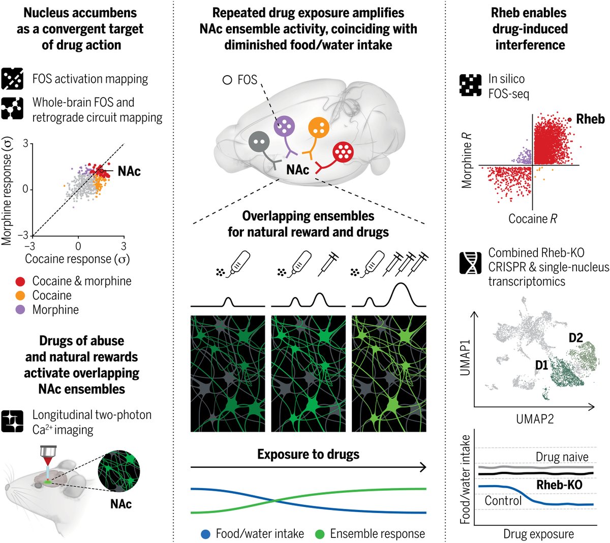 Drugs of abuse alter neuronal signaling to reprioritize use over innate needs, according to a new Science study in mice. 

The findings provide mechanistic insights into the intensification of drug-seeking behaviors in substance use disorders. scim.ag/6HO