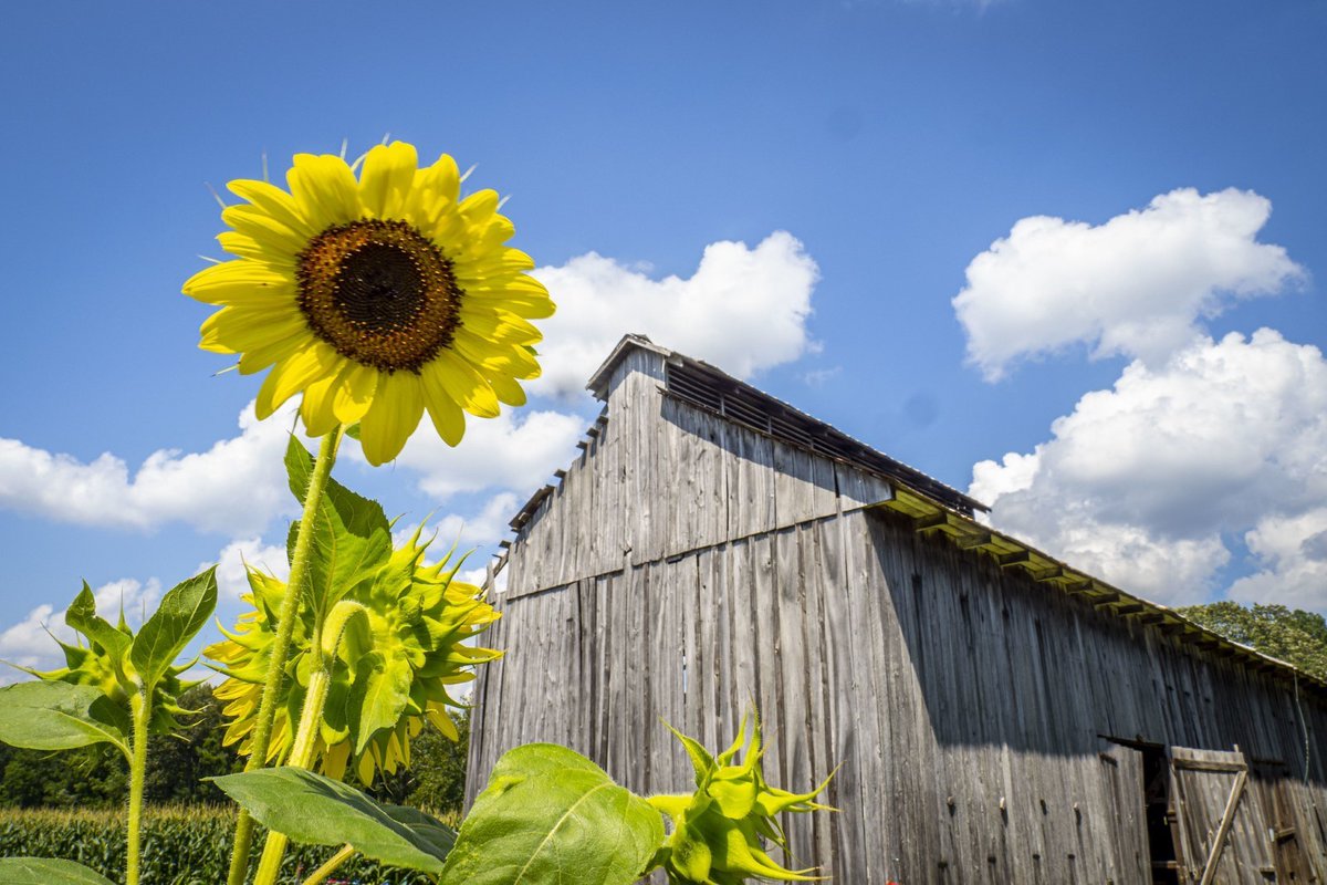 Pollinators are vital for the economic well-being of agricultural producers. They also support healthy and biodiverse ecosystems across public and private lands. Here are some of the ways we can help them: bit.ly/3p9qzIQ