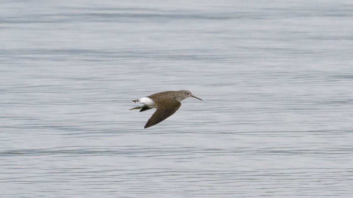 Cracking couple of hours out and about this afternoon with Ring Ouzel, Spoonbills, Wheatears and Green Sand, amongst others. @EssexBirdNews @EssexWildlife