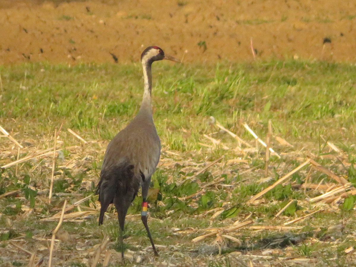 Frampton pools first Hobby,Tawny enjoying the evening sun 1 of the slimbridge cranes 1 Whitethroat 1 Lesser Whitethroat 3 Reed Warbler 5 Swallow 4 House Martin 12 Sand Martin 18 Chiffchaff 27 Blackcap 4 Cetti’s 2 Siskin 2 Raven #GlosBirds