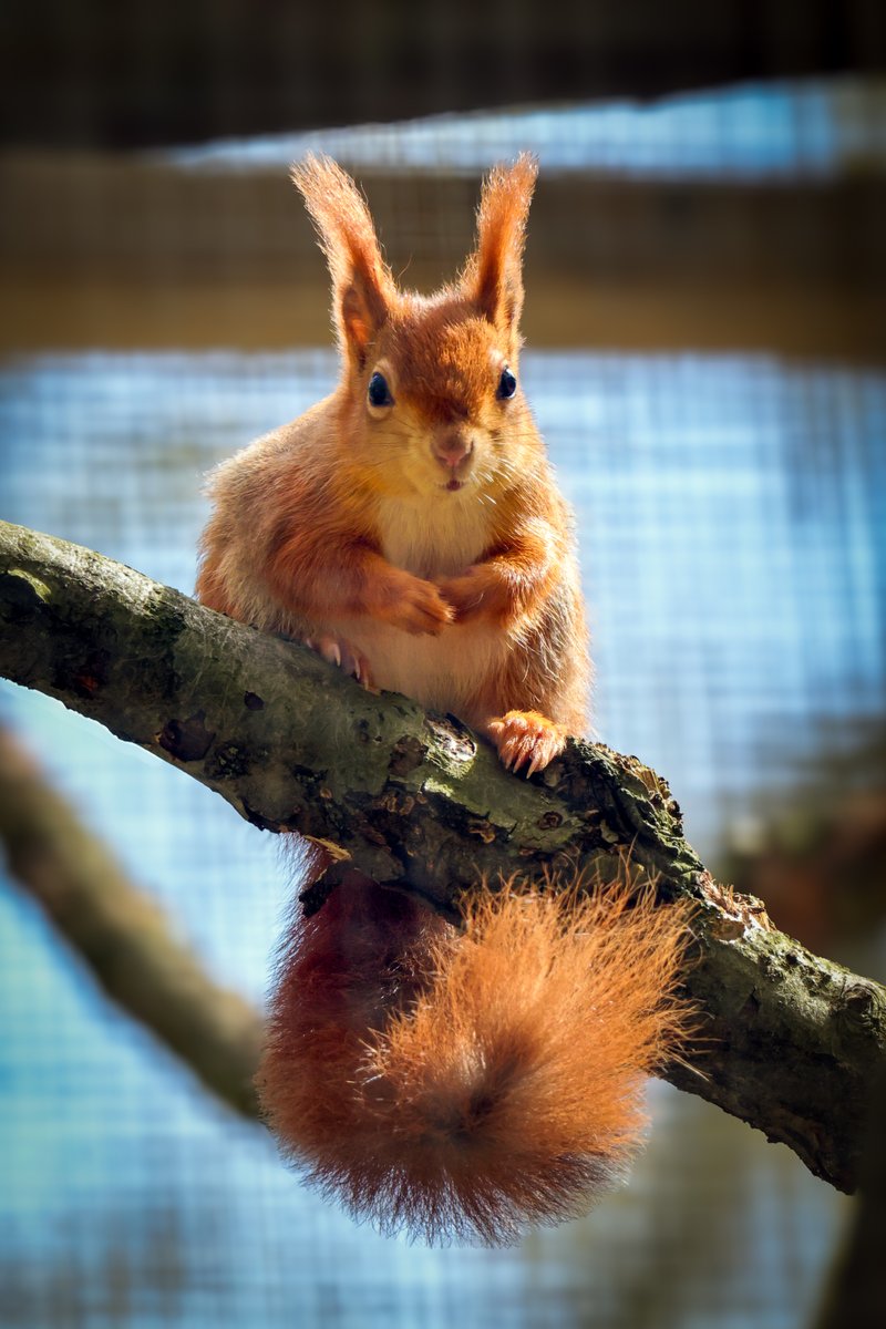Imagine a future where you’re walking in the countryside and you come across a Red Squirrel 🥹 Wildwood Trust has successfully bred Red squirrels for 20 and contributed to the reintroduction projects of Anglesey Island, and Clocaenog Forest in Wales #wildwoodtrust #redsquirrel