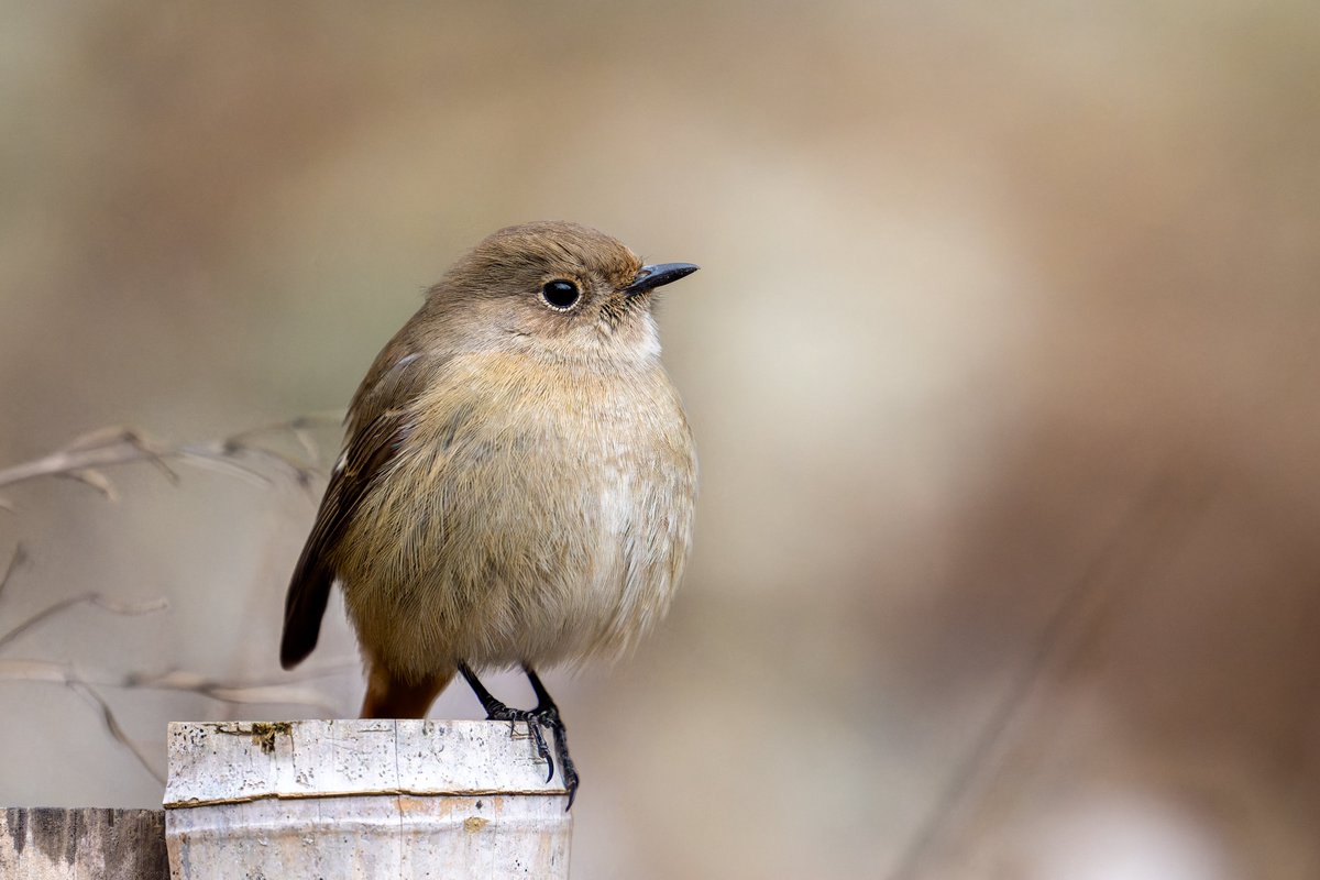 #まん丸の鳥を貼れ