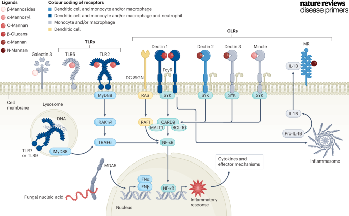 Multiple pattern recognition receptors are involved in recognition and immune response modulation, each responsible for a Candida molecule. go.nature.com/494K3Pq